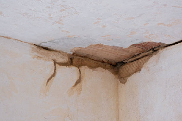 Best Water damage contractors near me  in Five Points, NC
